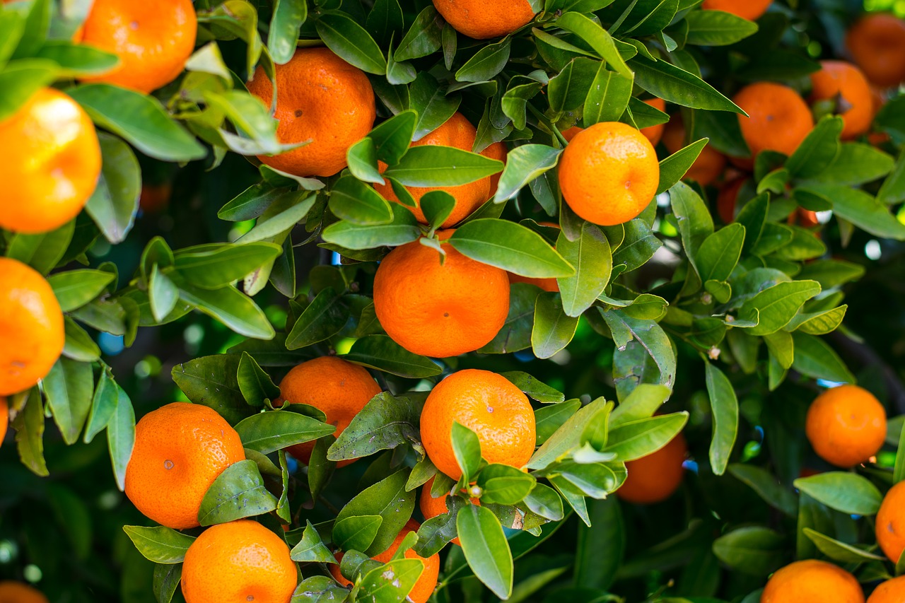 biodiversidad cultivo citricos