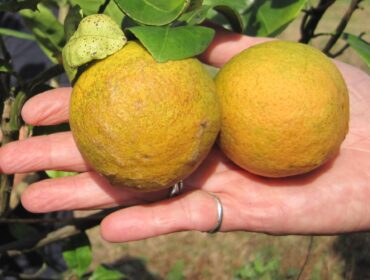 Naranjas afectadas por el dragon amarillo o huanglongbing. GOBIERNO DE QUEENSLAND 1