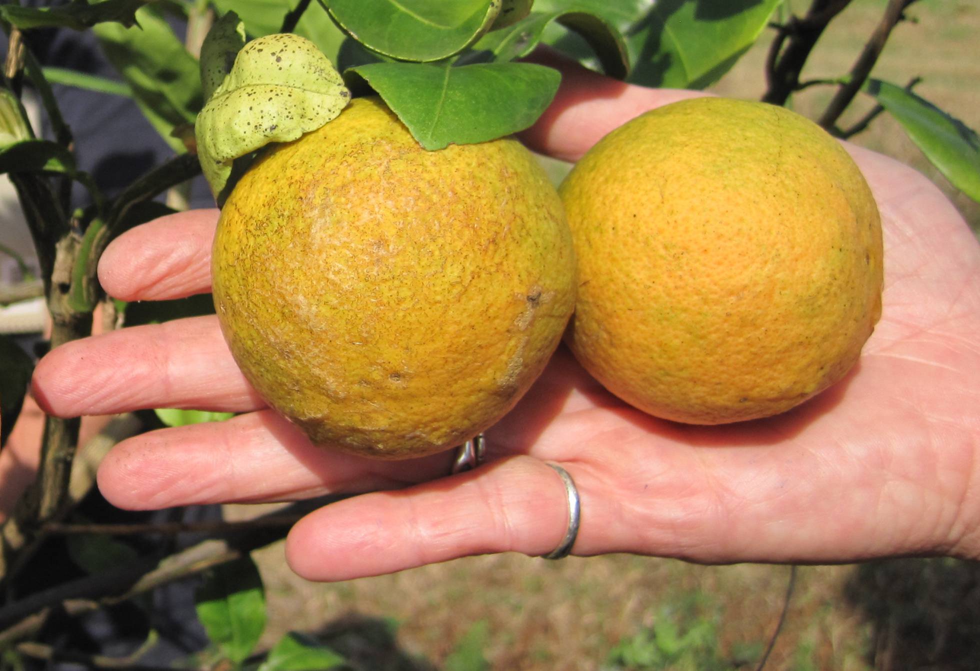 Naranjas afectadas por el dragon amarillo o huanglongbing. GOBIERNO DE QUEENSLAND 1