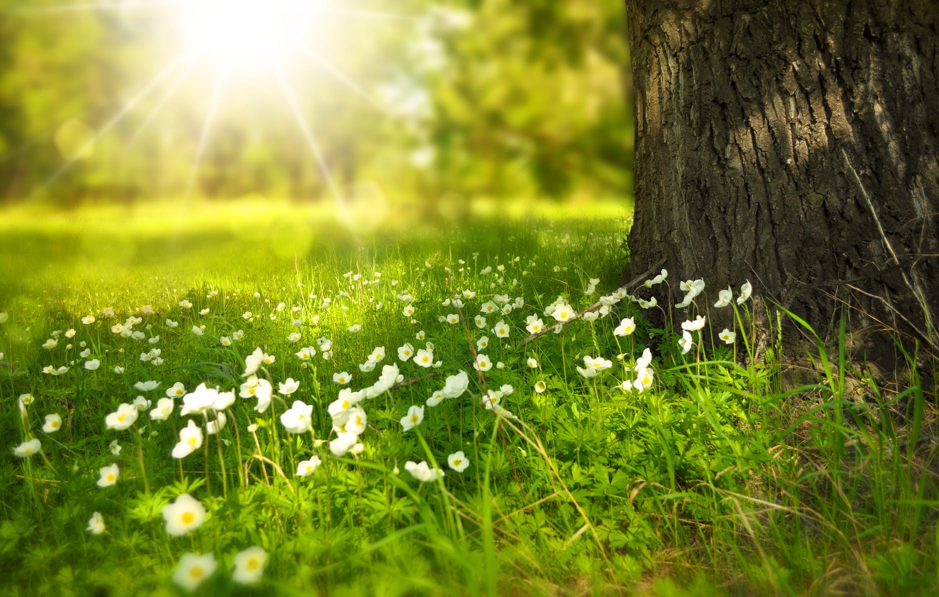 spring tree flowers meadow 60006